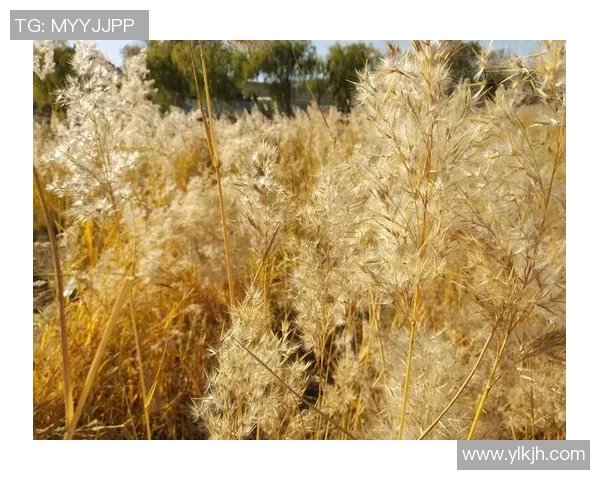 深度对话刘磊探讨篮球人生与职业生涯的点滴回忆与成长经历